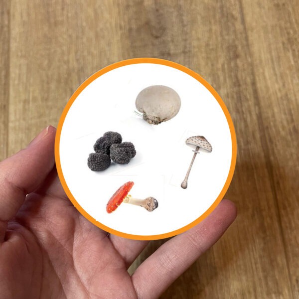 Dobble champignons - numérique – Image 5
